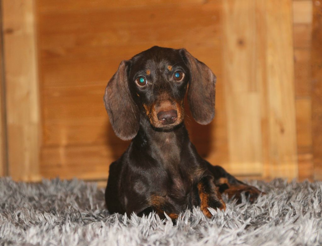 Violet's galaxy dorka