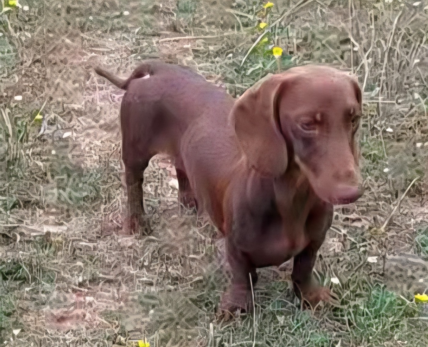 magic goldogs COOPER
