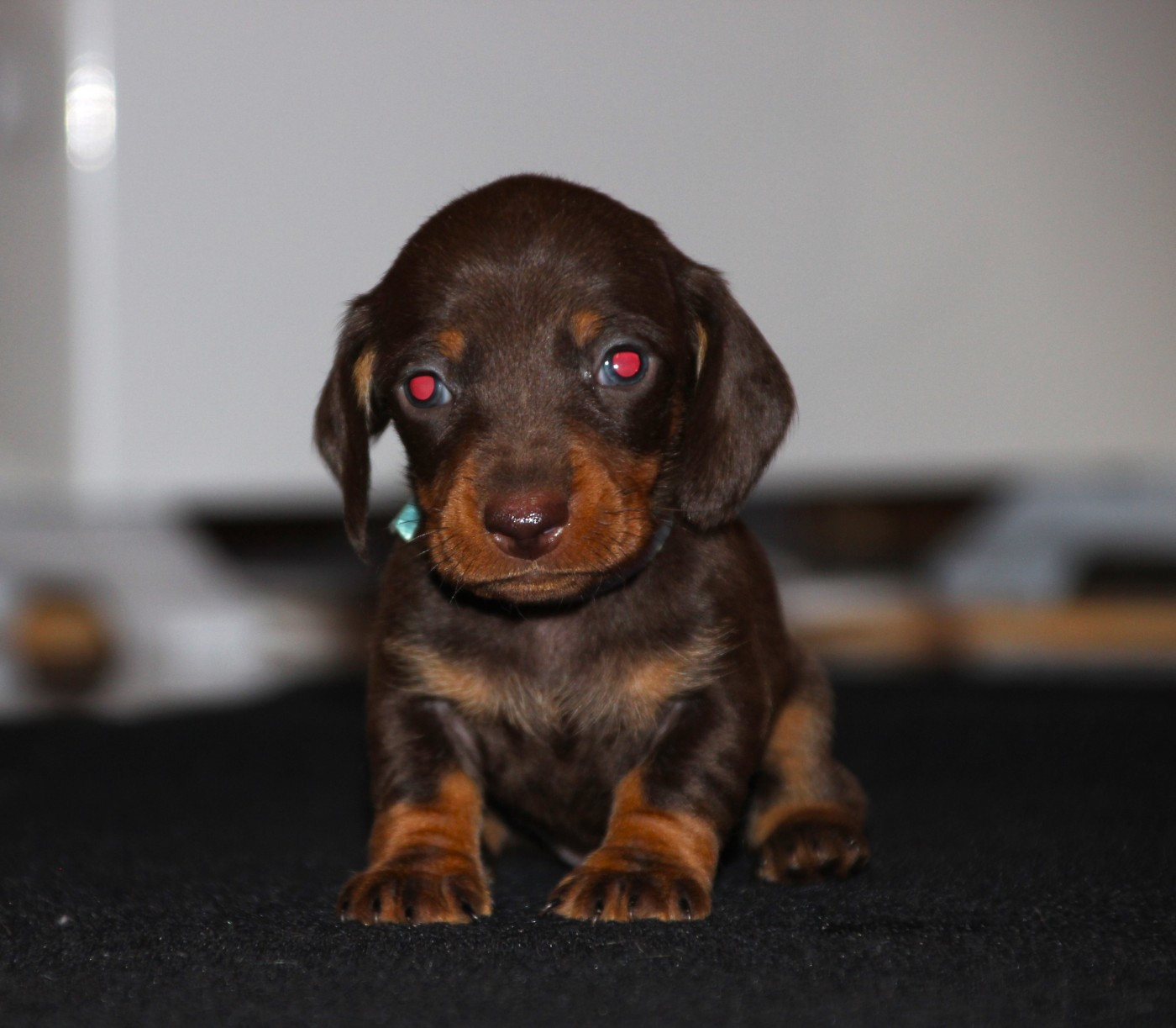 of Mayron and Co - Teckel poil ras - Portée née le 28/10/2025