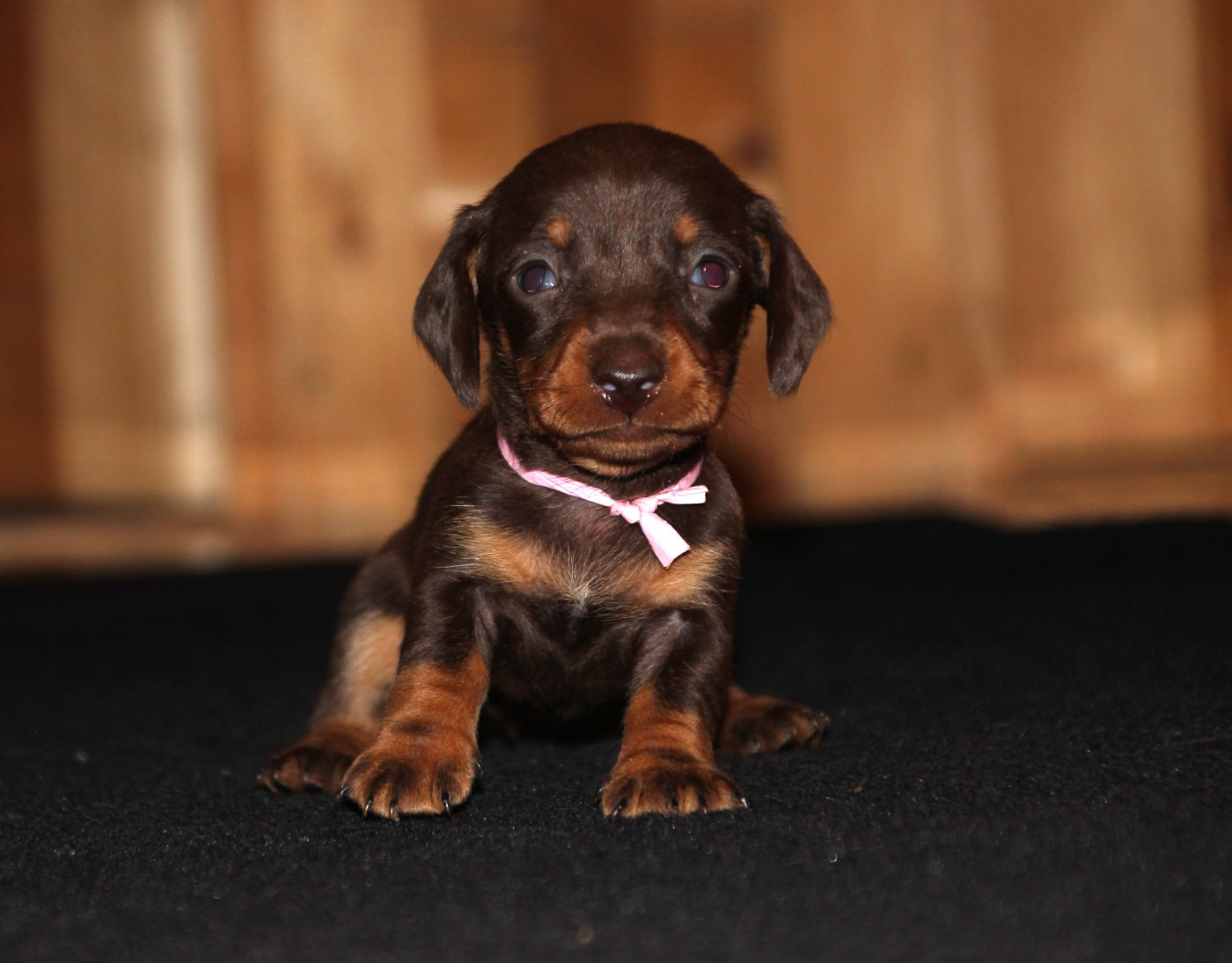 of Mayron and Co - Chiots disponibles - Teckel poil ras
