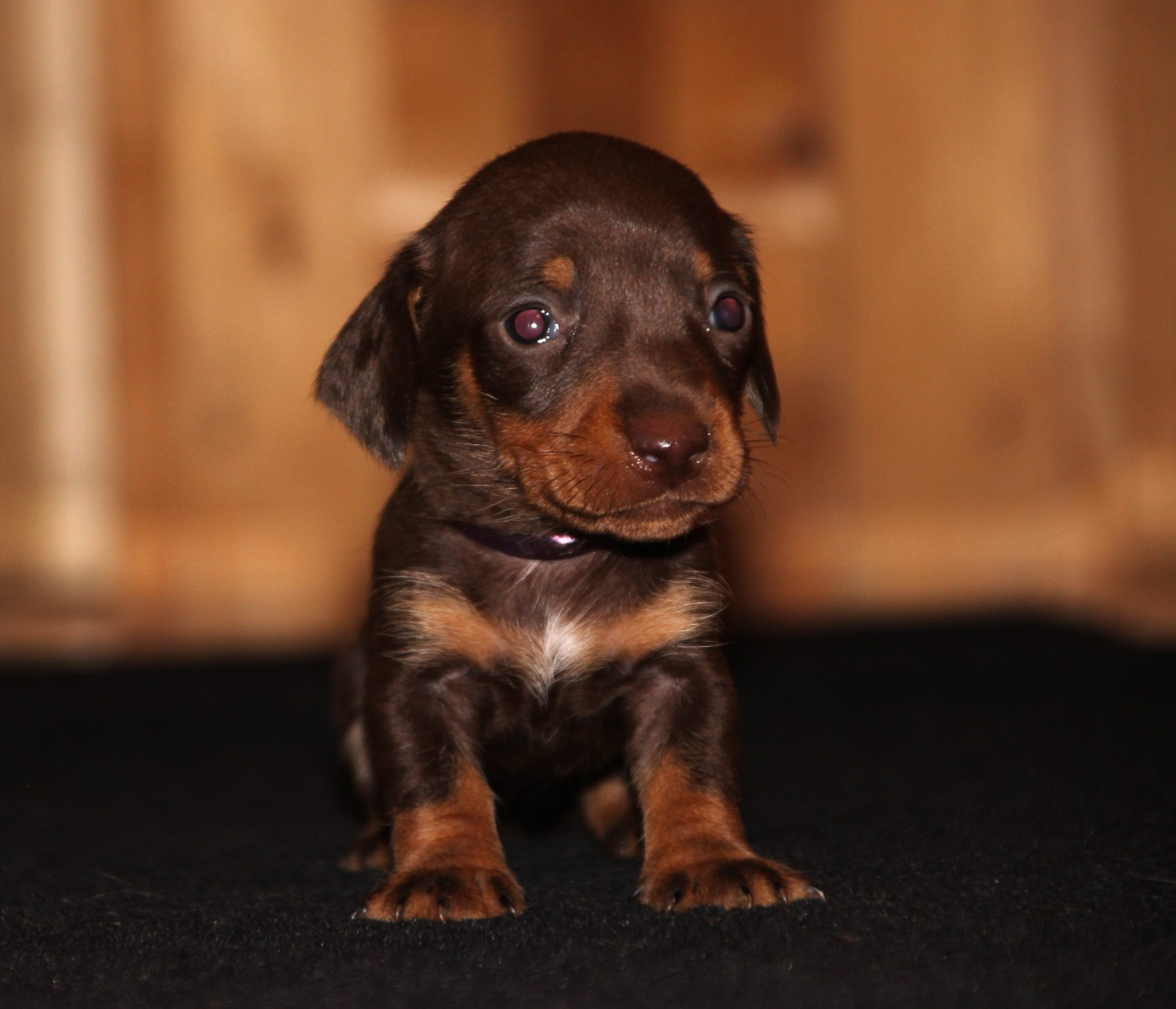 of Mayron and Co - Chiots disponibles - Teckel poil ras