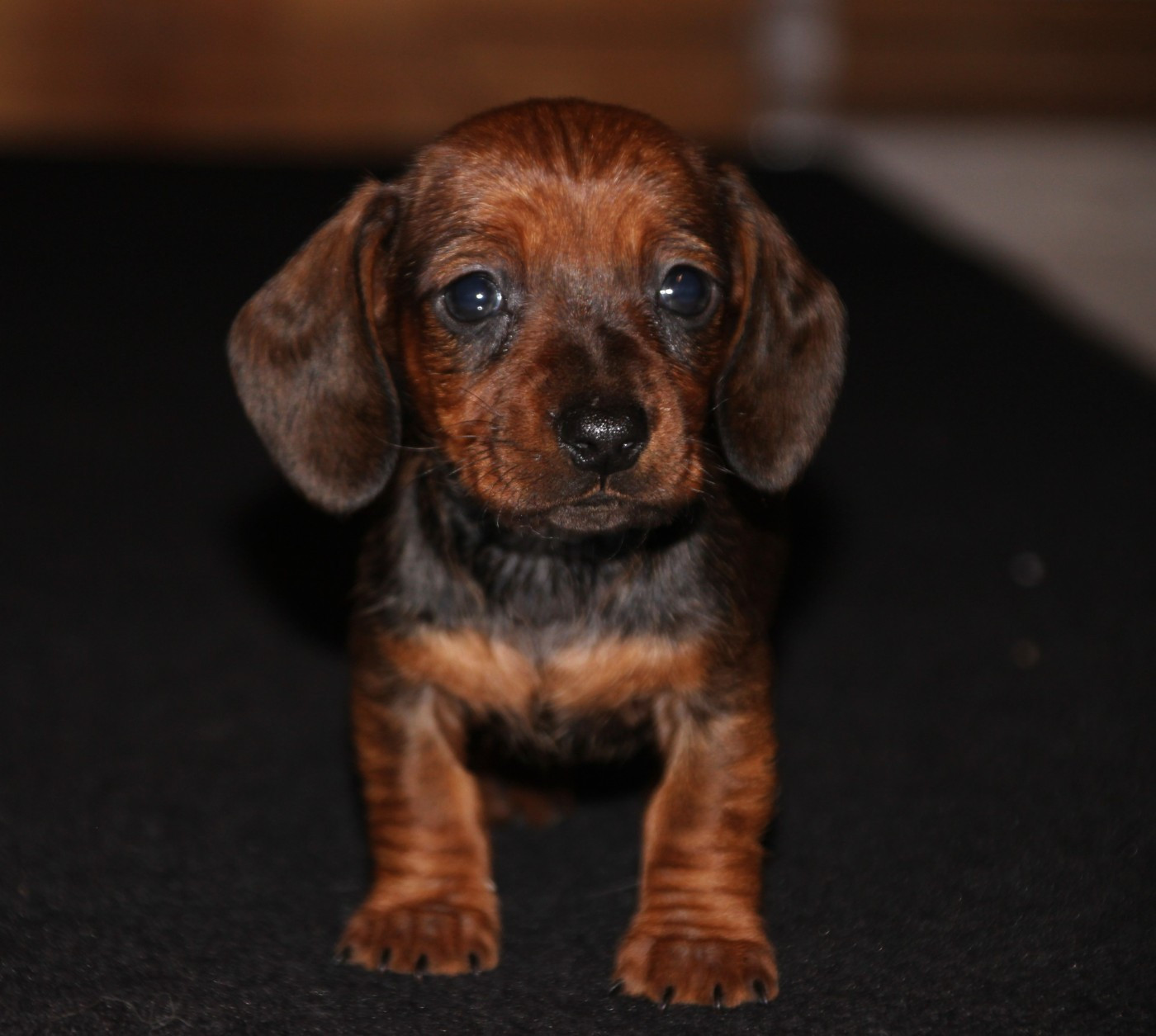 of Mayron and Co - Chiots disponibles - Teckel poil ras