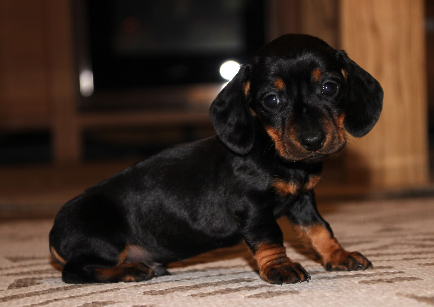 of Mayron and Co - Chiots disponibles - Teckel poil ras