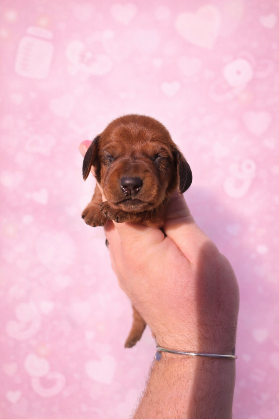 of Mayron and Co - Chiots disponibles - Teckel poil ras