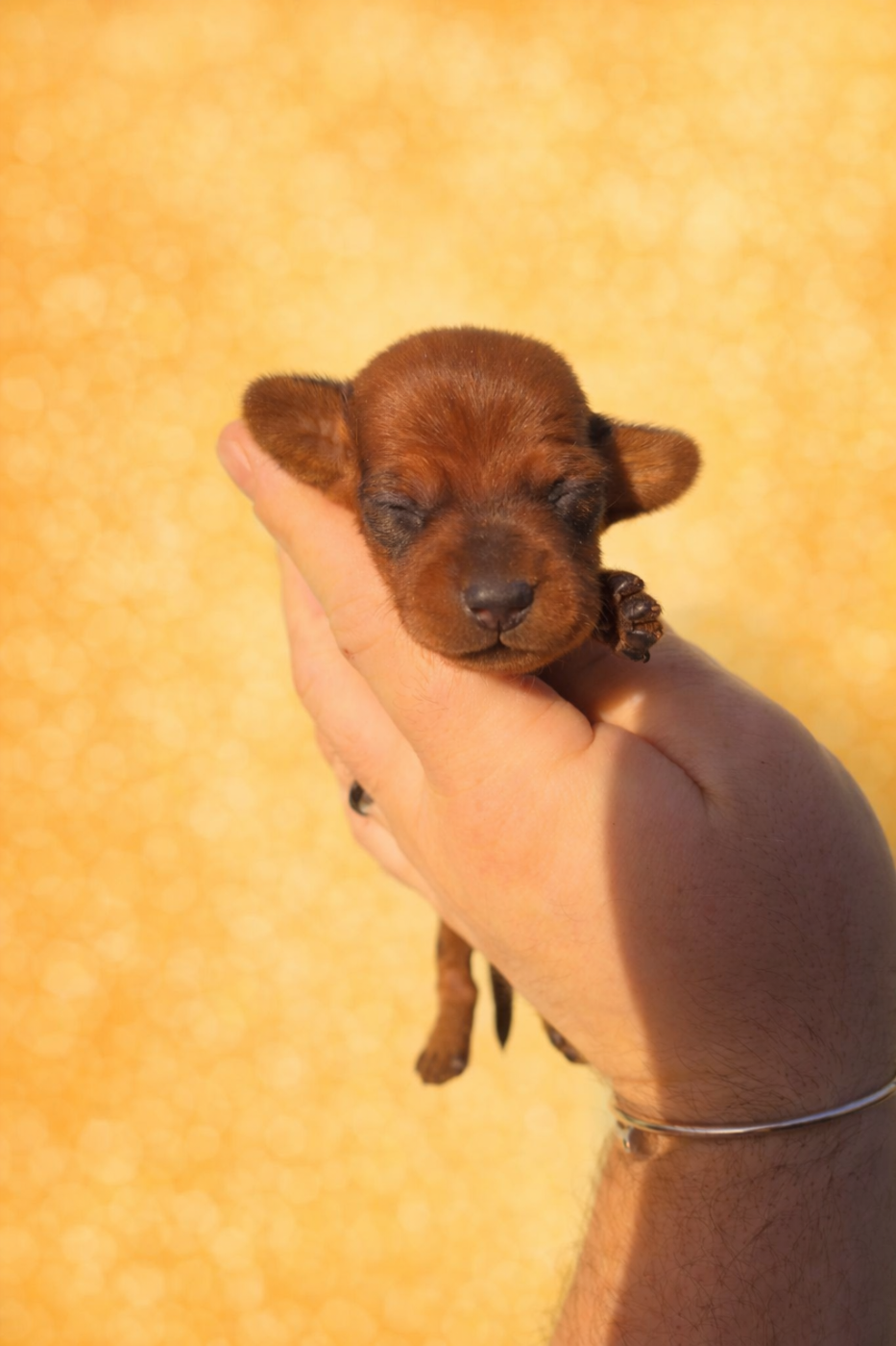 of Mayron and Co - Chiots disponibles - Teckel poil ras