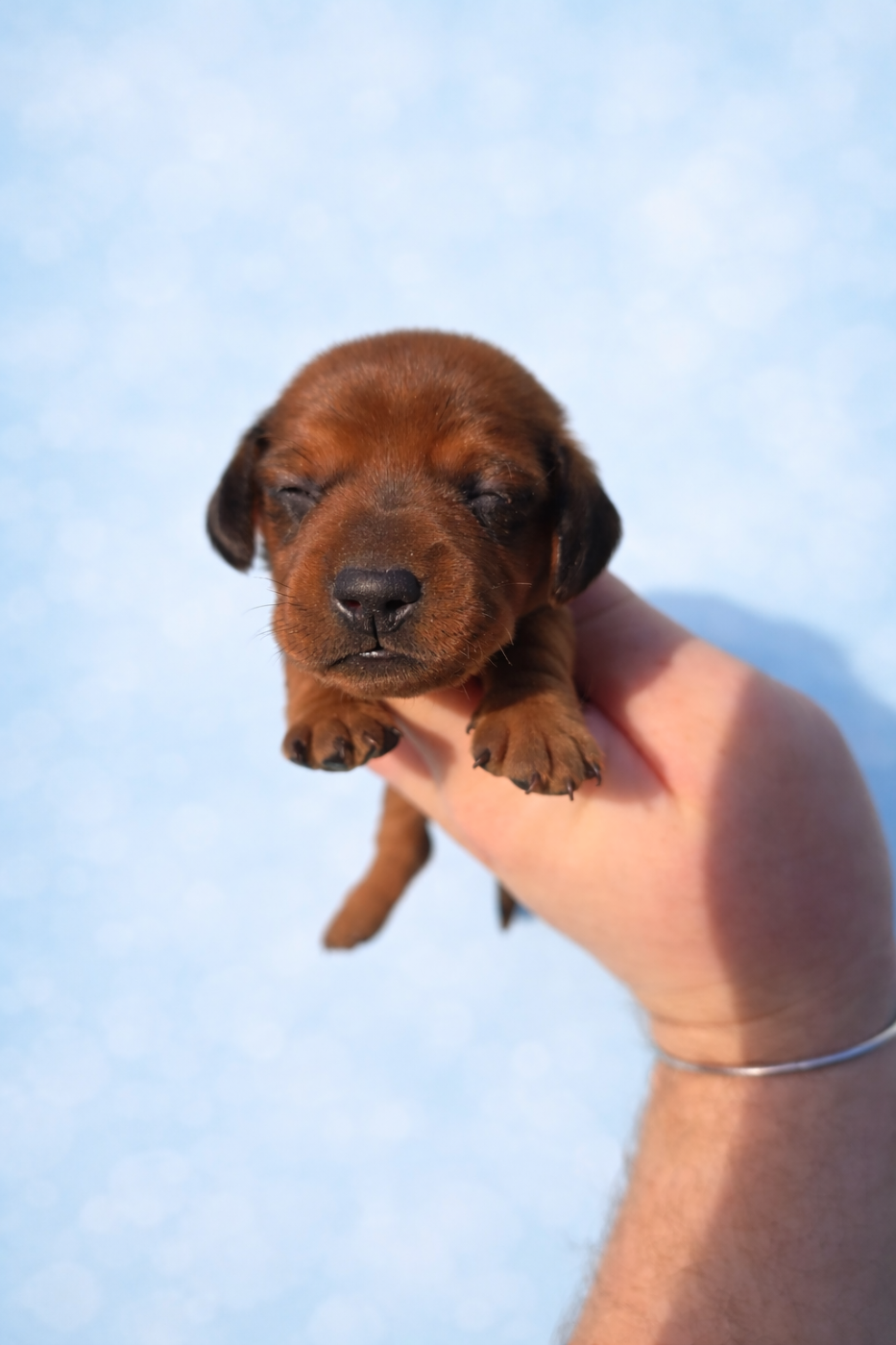 of Mayron and Co - Chiots disponibles - Teckel poil ras