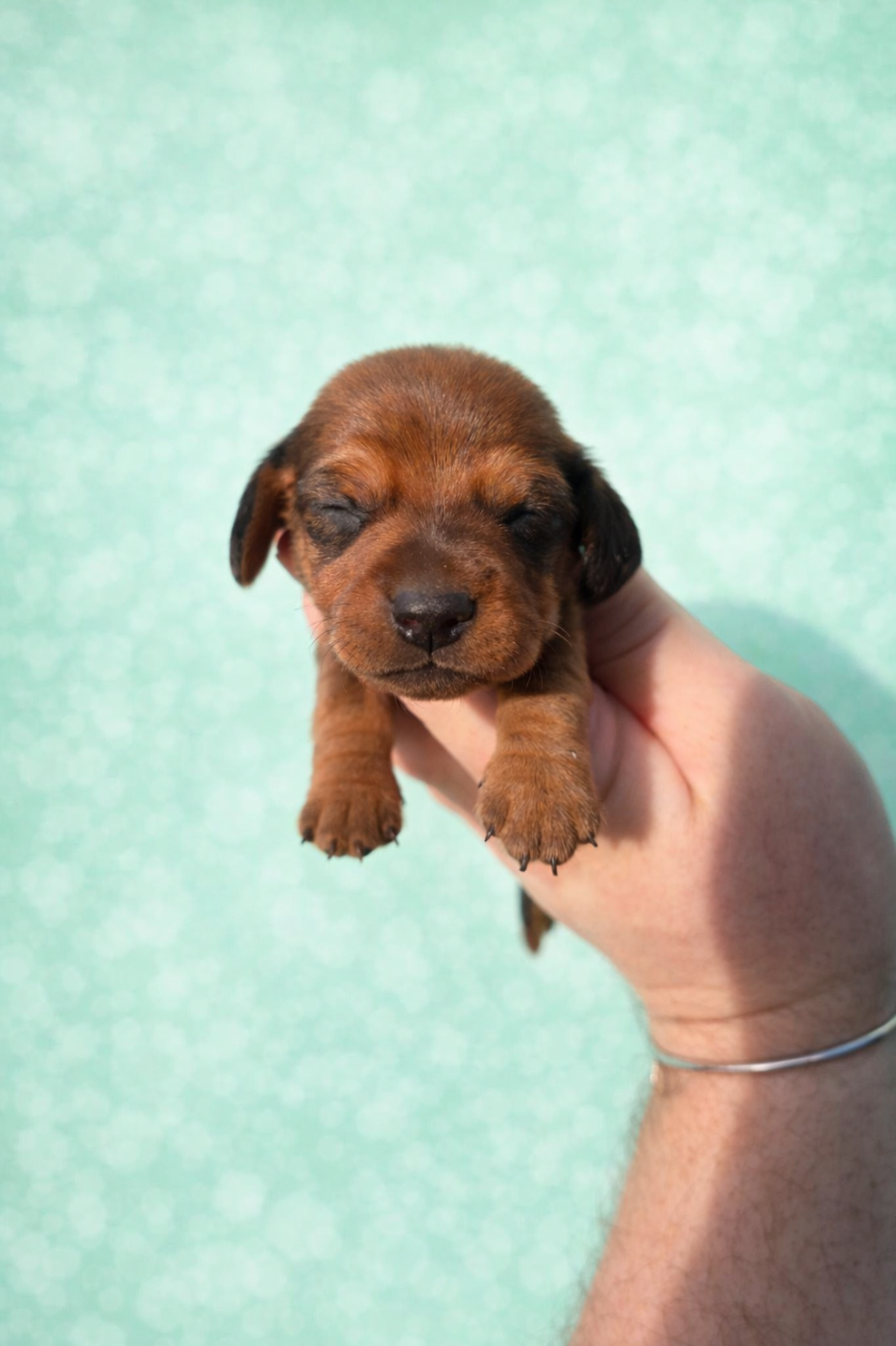 of Mayron and Co - Chiots disponibles - Teckel poil ras