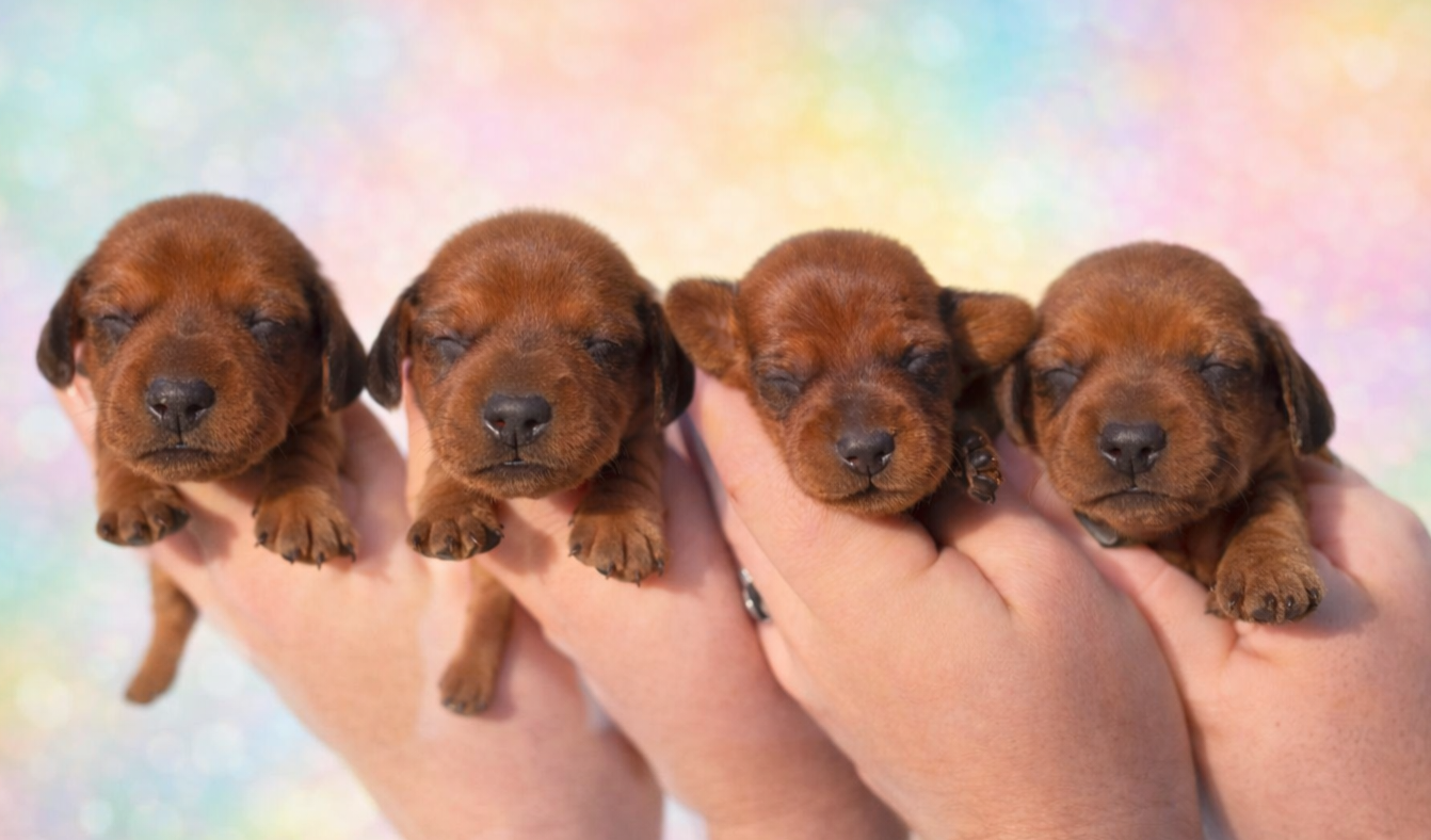 of Mayron and Co - Teckel poil ras - Portée née le 10/01/2026