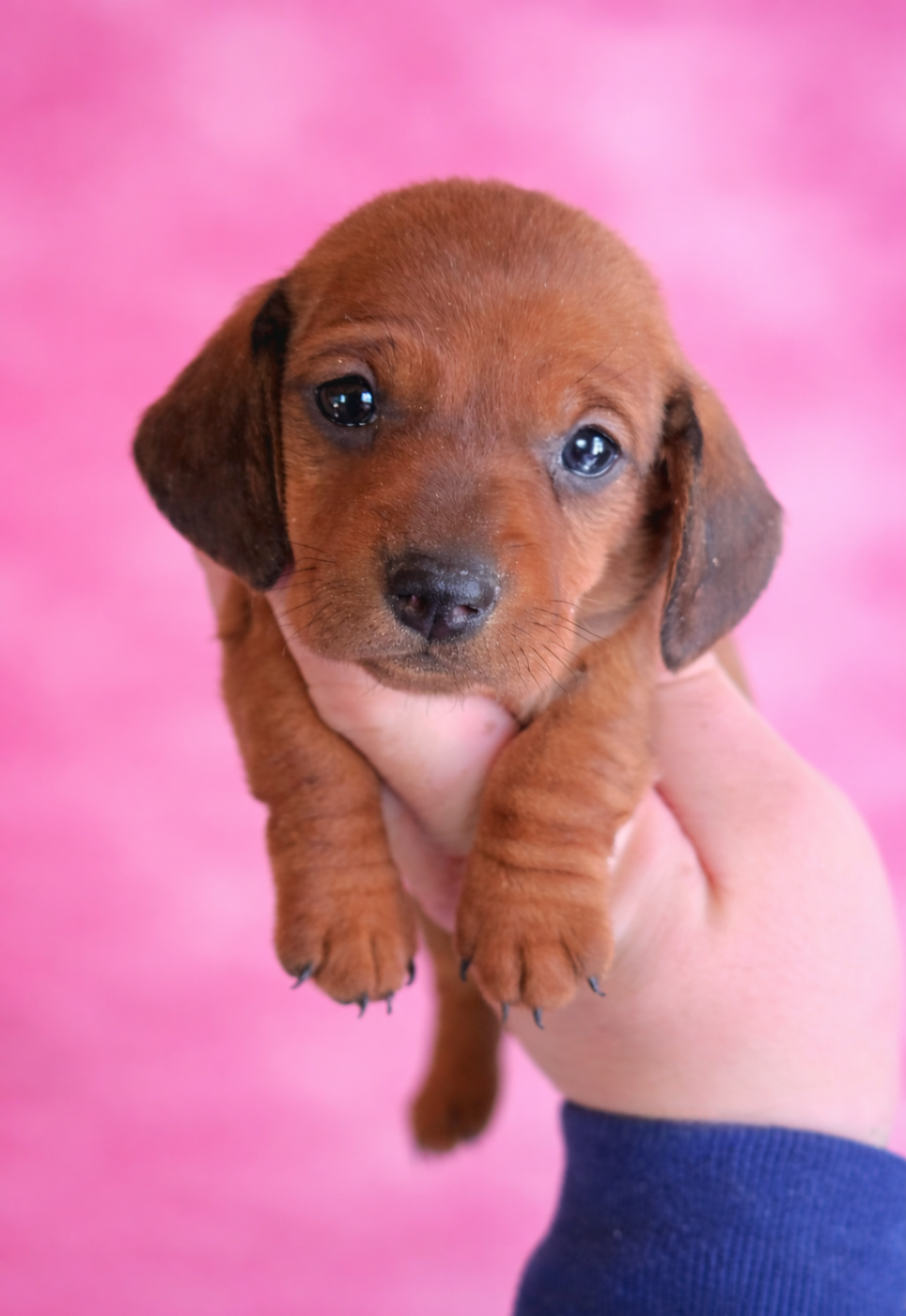 of Mayron and Co - Chiots disponibles - Teckel poil ras