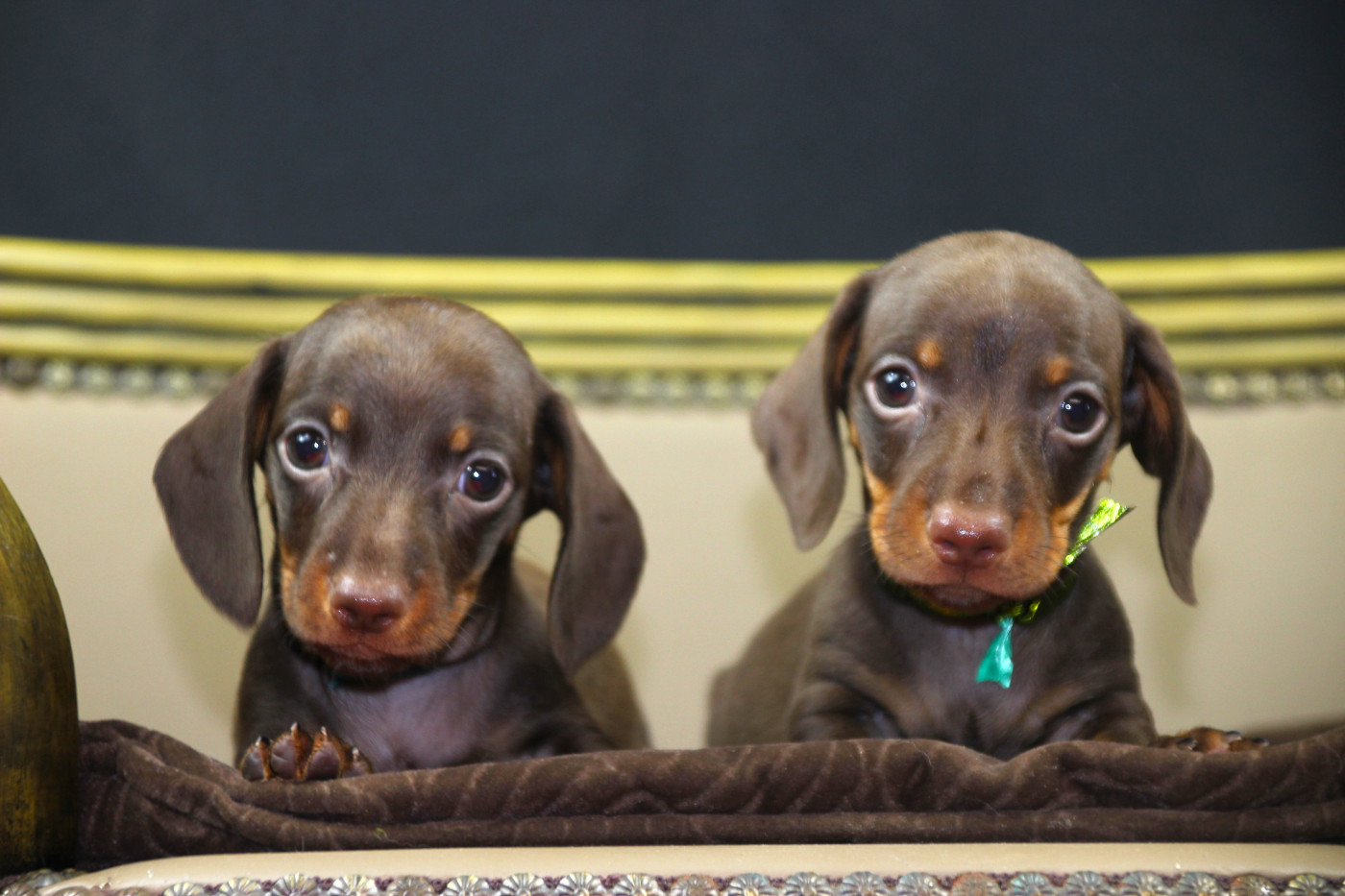 of Mayron and Co - Teckel poil ras - Portée née le 24/02/2026