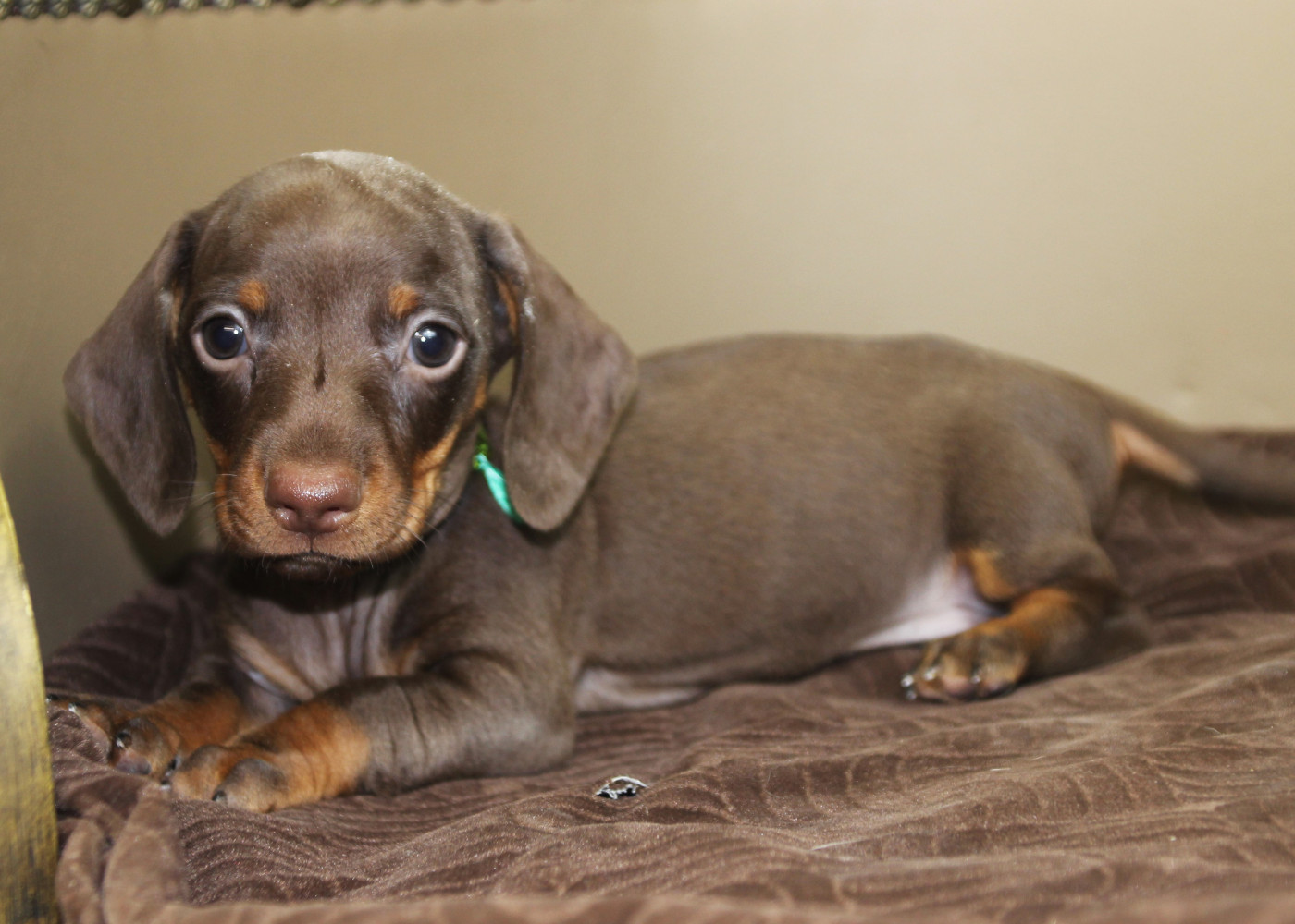 of Mayron and Co - Chiots disponibles - Teckel poil ras