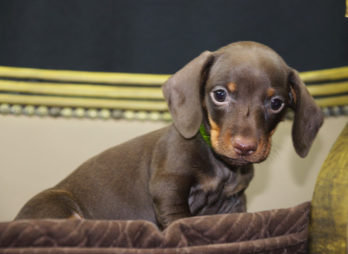 of Mayron and Co - Chiots disponibles - Teckel poil ras