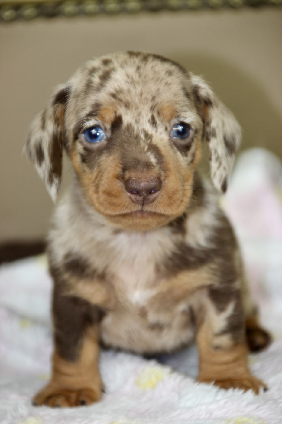 of Mayron and Co - Chiots disponibles - Teckel poil ras