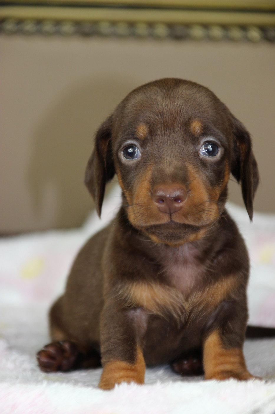 of Mayron and Co - Chiots disponibles - Teckel poil ras