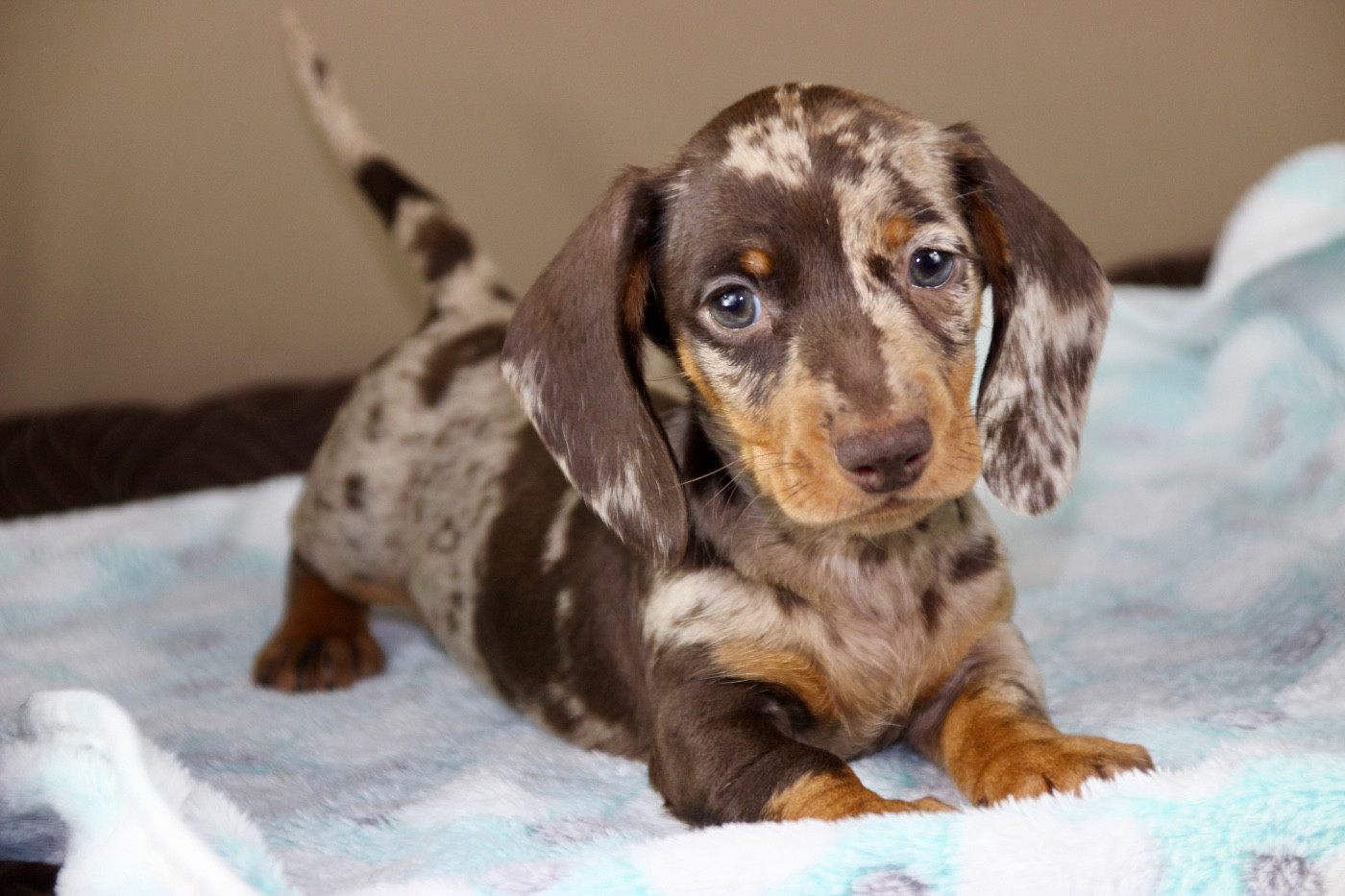 of Mayron and Co - Chiots disponibles - Teckel poil ras