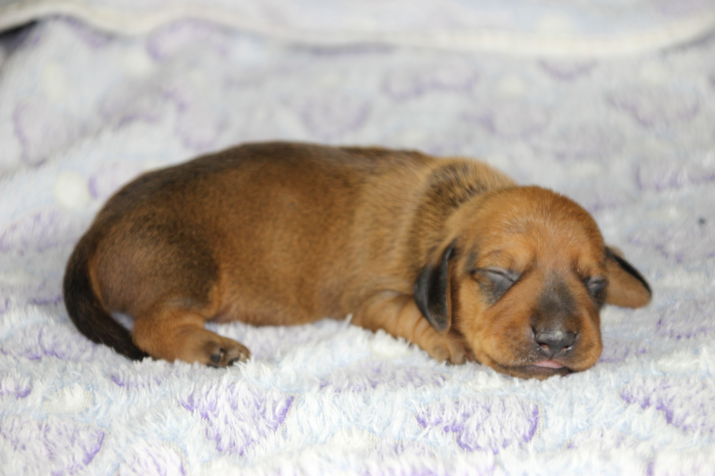 of Mayron and Co - Chiots disponibles - Teckel poil ras