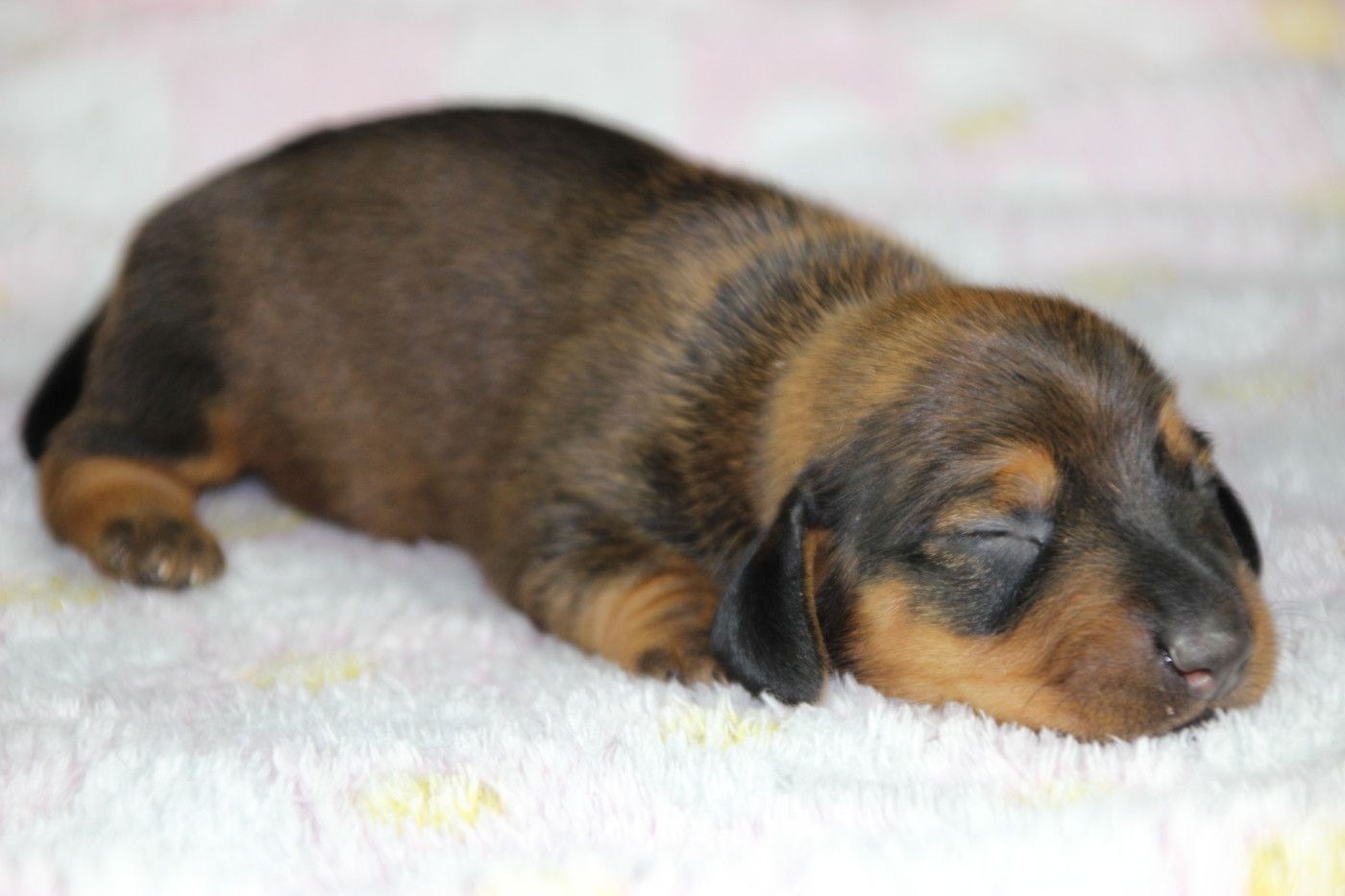 of Mayron and Co - Chiots disponibles - Teckel poil ras