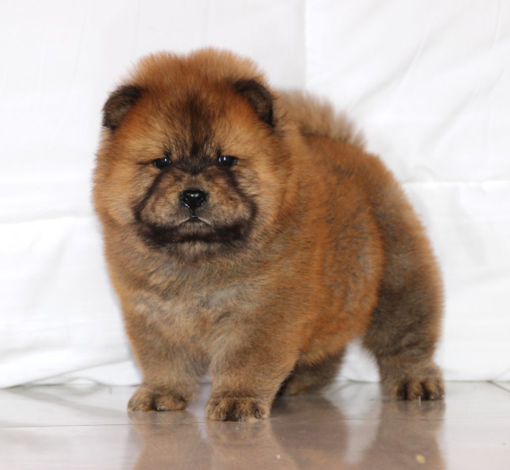 of Mayron and Co - Chiots disponibles - Chow Chow