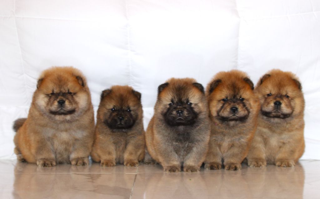 of Mayron and Co - Chow Chow - Portée née le 06/04/2025
