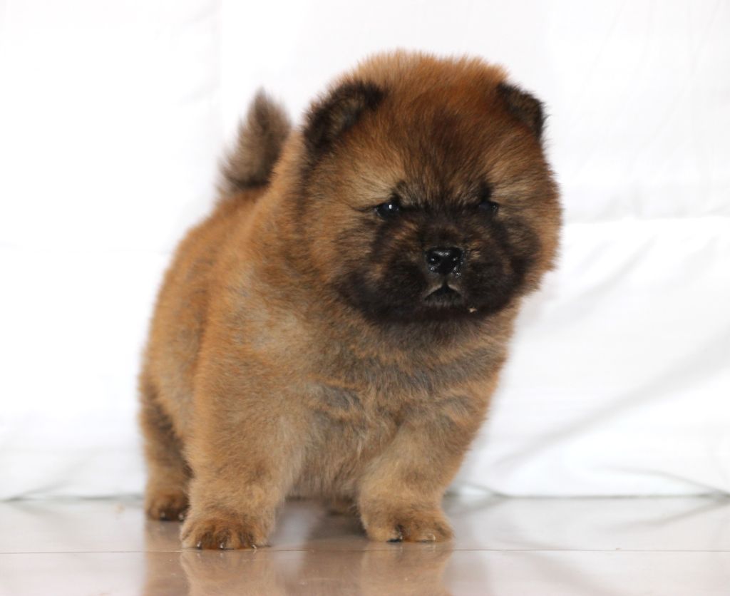 of Mayron and Co - Chiots disponibles - Chow Chow