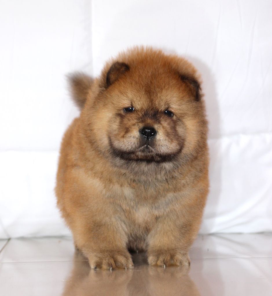 of Mayron and Co - Chiots disponibles - Chow Chow