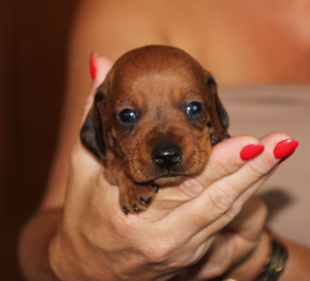 of Mayron and Co - Chiots disponibles - Teckel poil ras