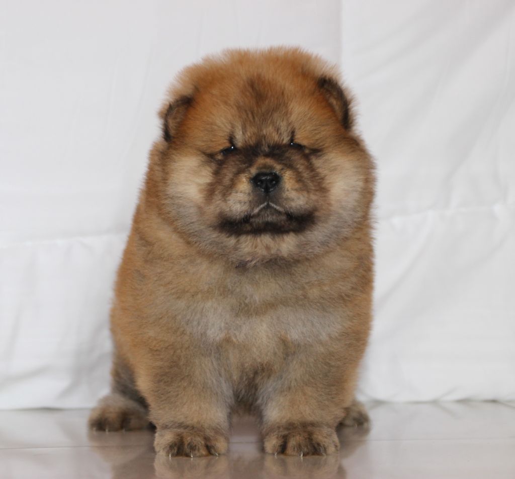 of Mayron and Co - Chiots disponibles - Chow Chow