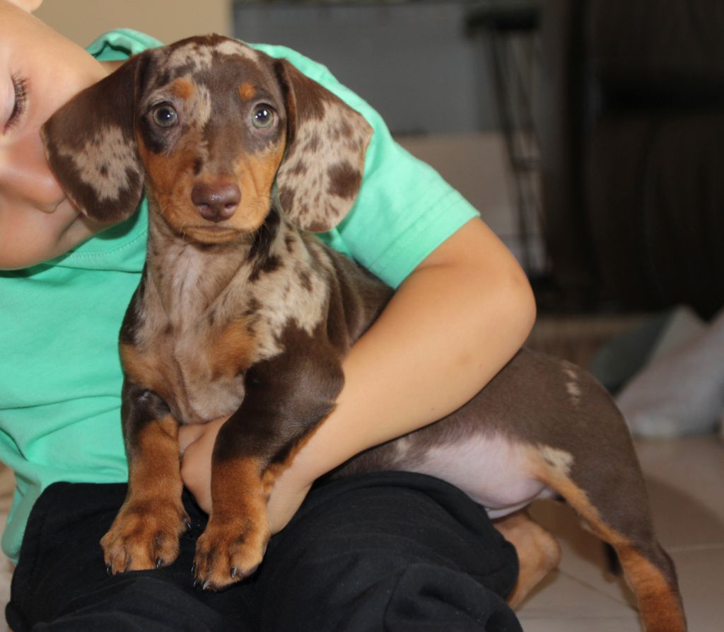 of Mayron and Co - Chiots disponibles - Teckel poil ras