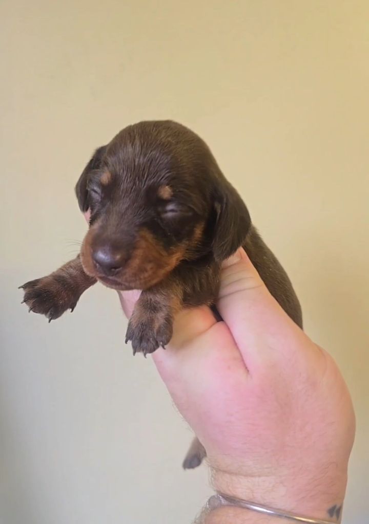 of Mayron and Co - Chiots disponibles - Teckel poil ras