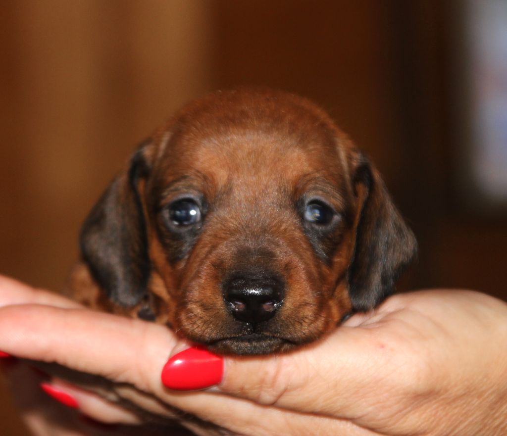 of Mayron and Co - Chiots disponibles - Teckel poil ras