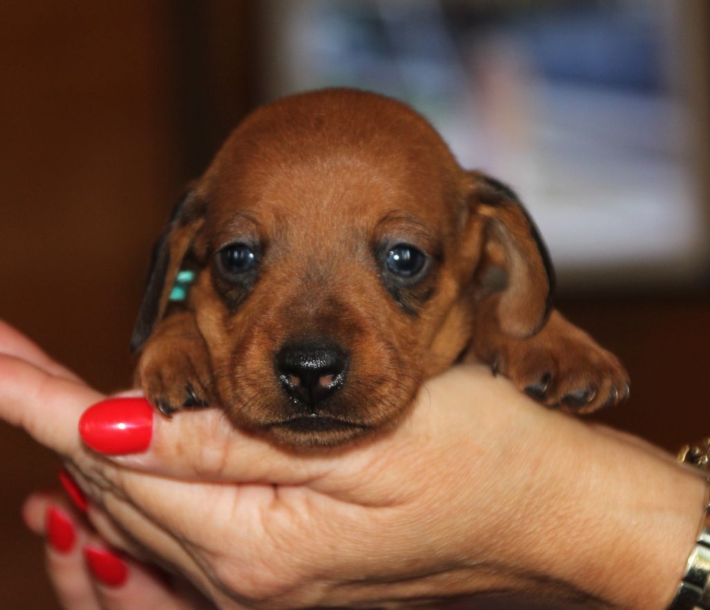 of Mayron and Co - Chiots disponibles - Teckel poil ras