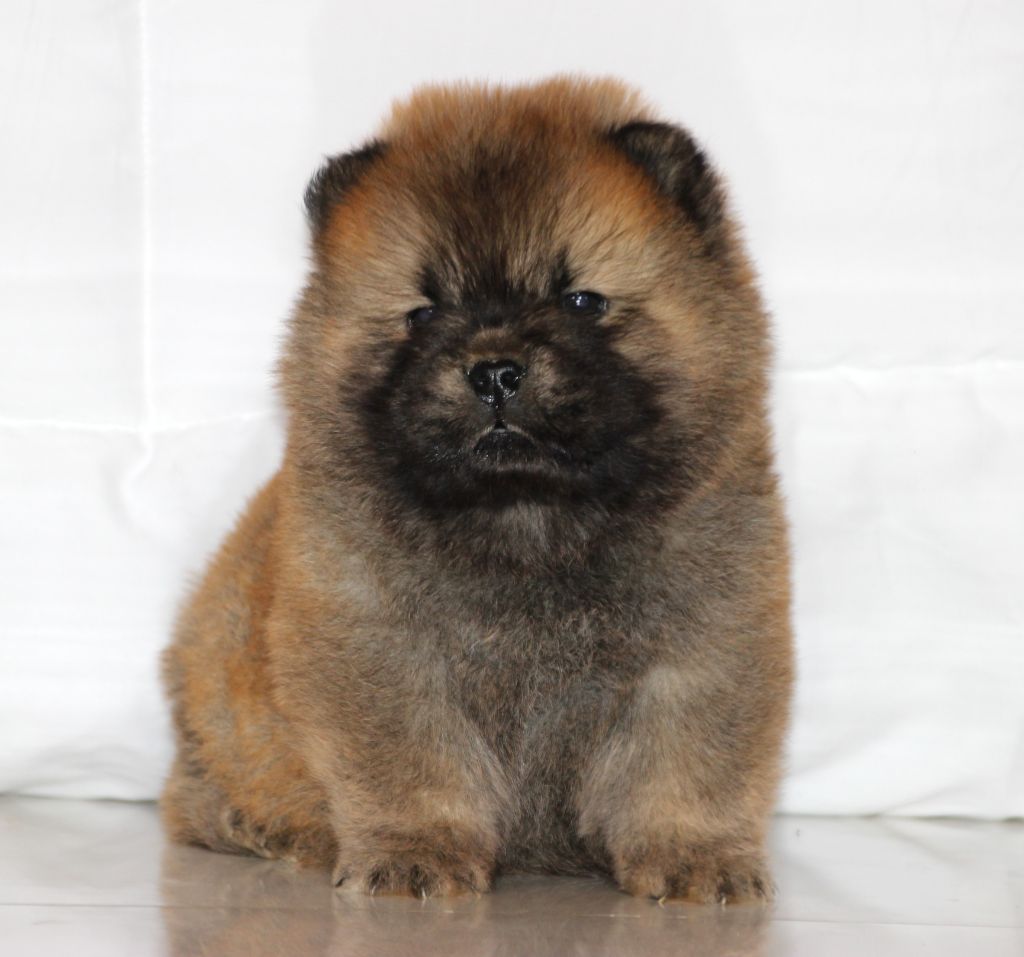 of Mayron and Co - Chiots disponibles - Chow Chow