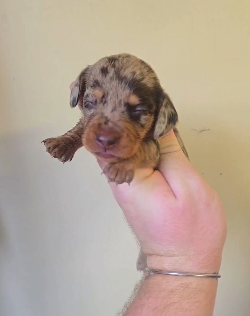 of Mayron and Co - Chiots disponibles - Teckel poil ras